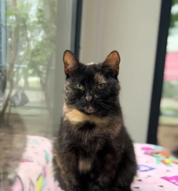 Kot do adopcji, Radom, 13 maja 2025