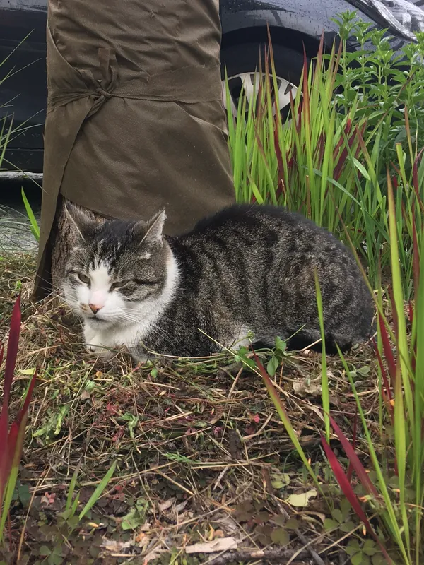 Zaginął kot, Wrocław, Muchobór Mały, 13 maja 2025 (1/2)