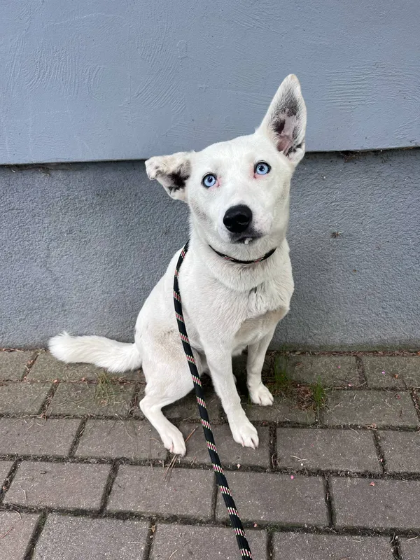 Pies do adopcji, Włocławek, 12 maja 2025 (1/4)