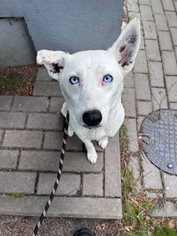 Pies do adopcji, Włocławek, 12 maja 2025 (2/4)