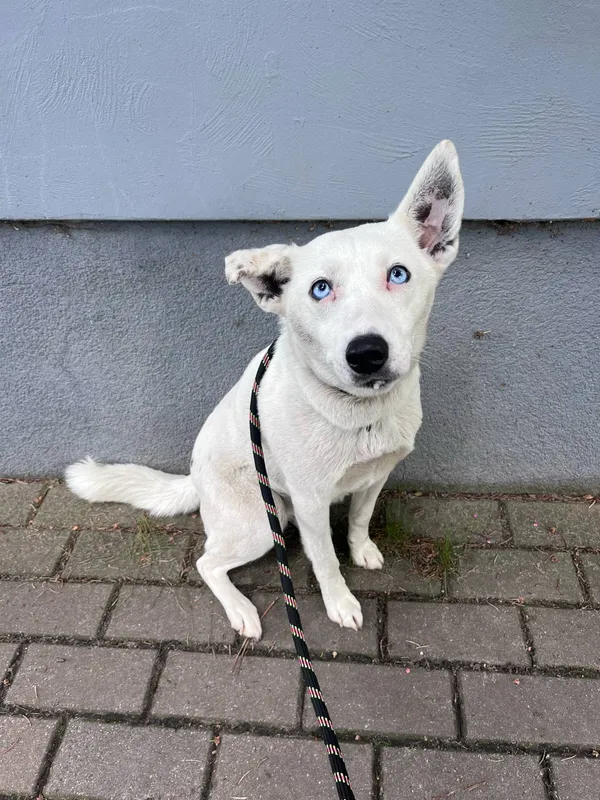 Pies do adopcji, Włocławek, 12 maja 2025 (4/4)