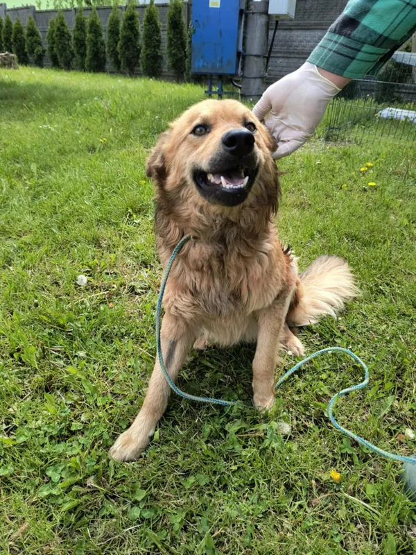 Pies do adopcji, Bełchatów, 21 marca 2025 (5/5)