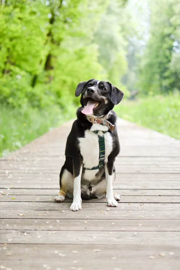 Znaleziono psa, Sosnowiec, 12 maja 2025 (4/5)