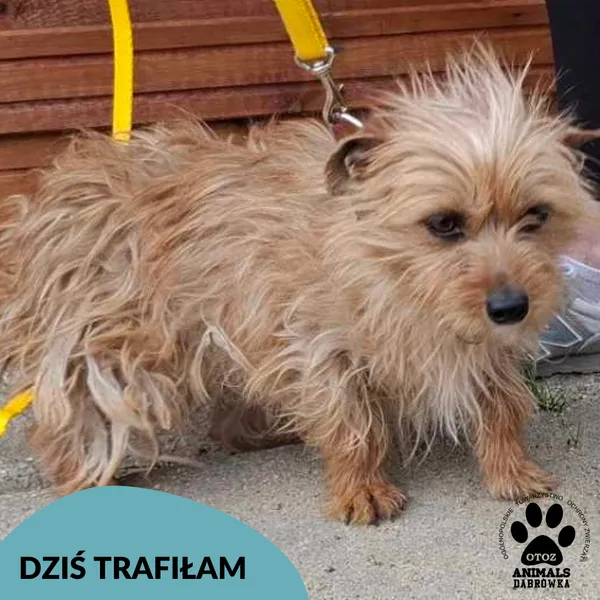 Znaleziono psa, Dąbrówka, 12 maja 2025