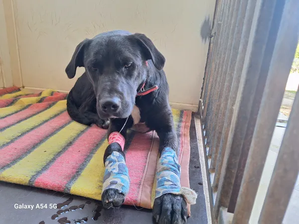 Pies do adopcji, Orzechowce, 13 maja 2025 (1/4)