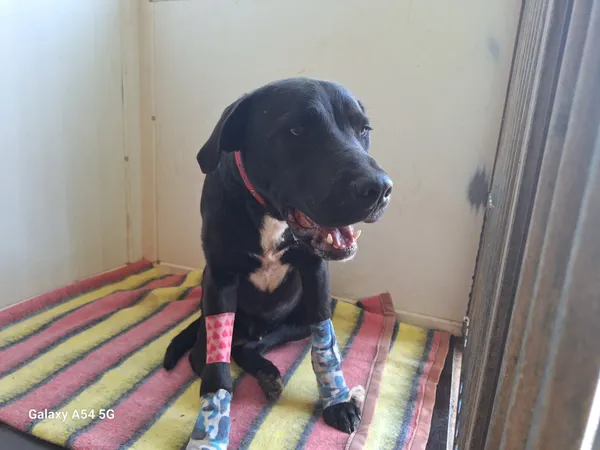 Pies do adopcji, Orzechowce, 13 maja 2025 (2/4)