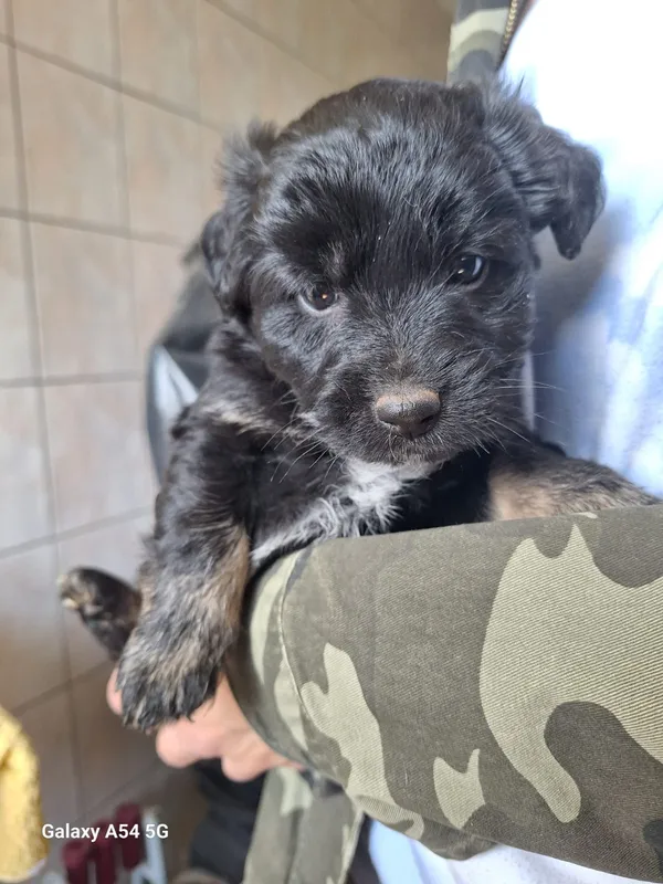 Pies do adopcji, Orzechowce, 13 maja 2025