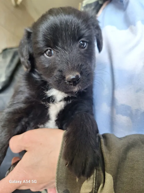 Pies do adopcji, Orzechowce, 13 maja 2025