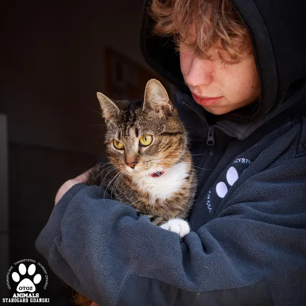 Kot do adopcji, Starogard Gdański, 14 maja 2025 (2/3)