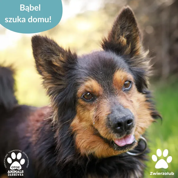 Pies do adopcji, Dąbrówka, 14 maja 2025 (5/5)