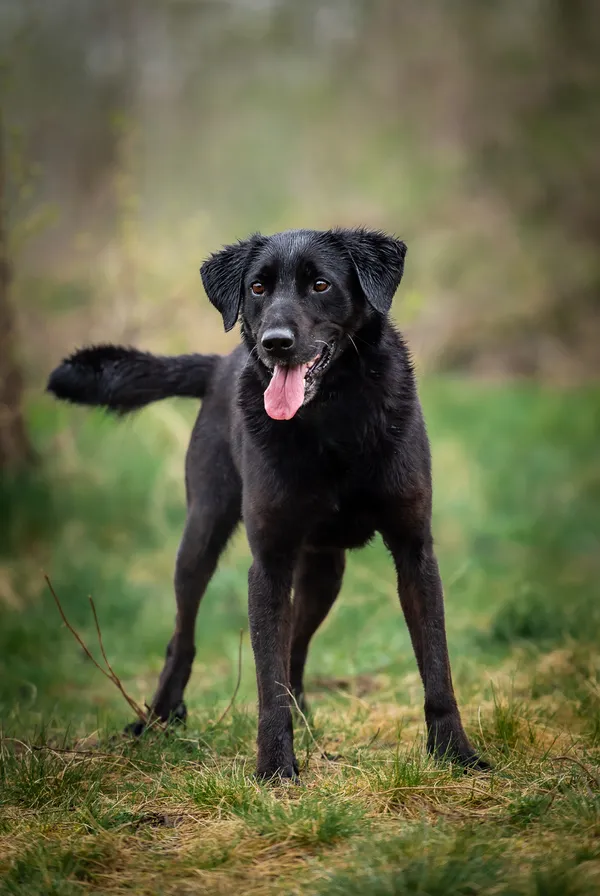 Oddam psa, Gdańsk, Letnica, 14 maja 2025 (1/5)