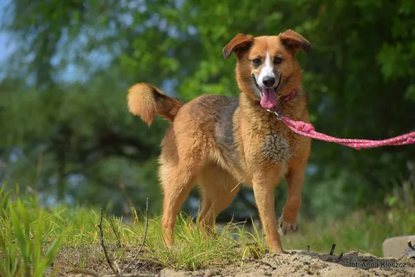 Znaleziono psa, Toruń, 16 kwietnia 2025