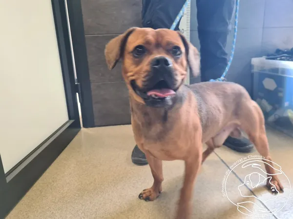 Znaleziono psa, Chełmek, 14 maja 2025