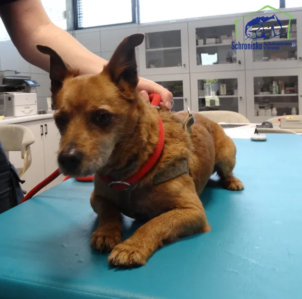 Znaleziono psa, Szczecin, 13 maja 2025 (2/2)