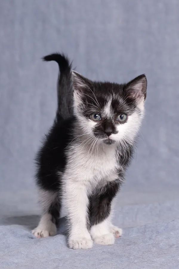 Kot do adopcji, Gdańsk, 14 maja 2025