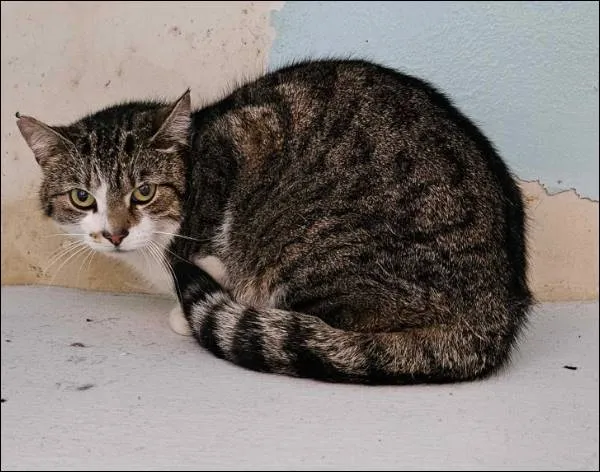 Znaleziono kota, Grudziądz, 14 maja 2025