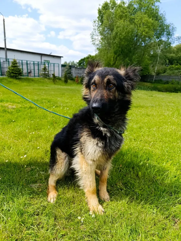 Pies do adopcji, Bełchatów, 14 kwietnia 2025 (2/5)