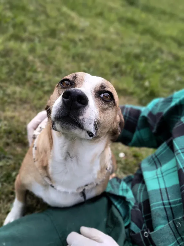 Pies do adopcji, Bełchatów, 15 sierpnia 2024 (2/5)