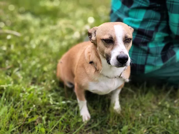 Pies do adopcji, Bełchatów, 15 sierpnia 2024 (4/5)