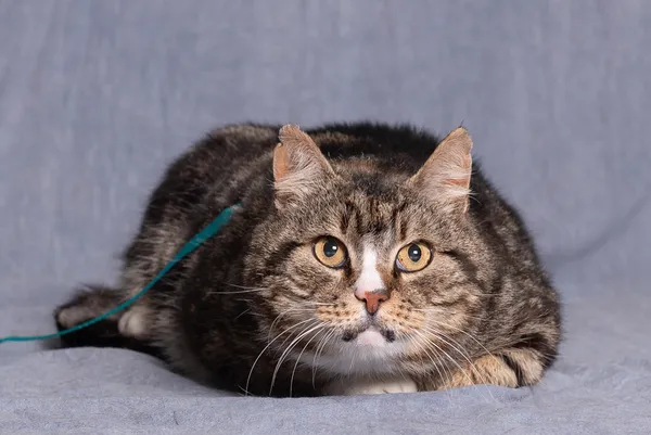 Kot do adopcji, Gdańsk, 14 maja 2025