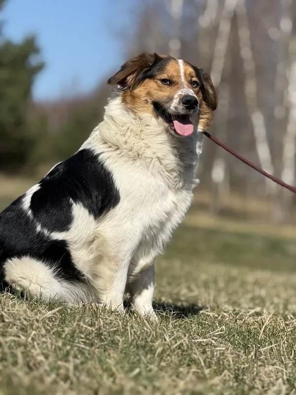 Pies do adopcji, Pieczyska, 14 maja 2025 (4/5)