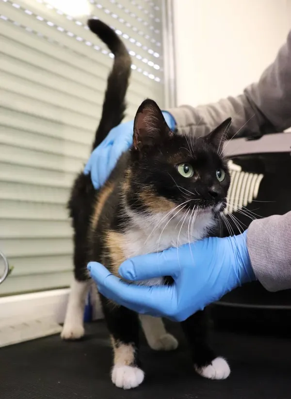 Znaleziono kota, Łódź, 14 maja 2025 (2/3)