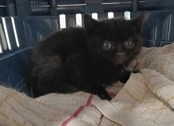 Znaleziono kota, Toruń, 14 maja 2025