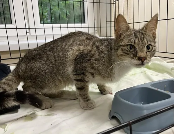 Znaleziono kota, Toruń, 14 maja 2025