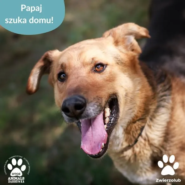 Pies do adopcji, Dąbrówka, 15 maja 2025 (1/5)