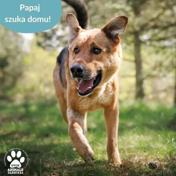 Pies do adopcji, Dąbrówka, 15 maja 2025 (3/5)