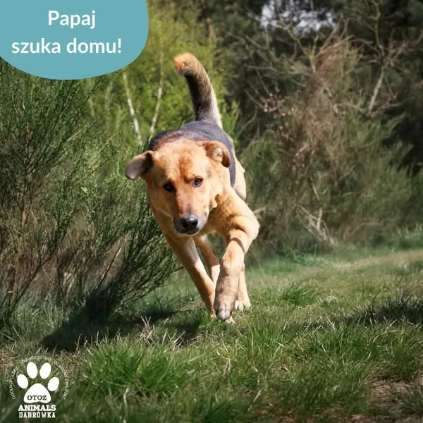 Pies do adopcji, Dąbrówka, 15 maja 2025 (5/5)