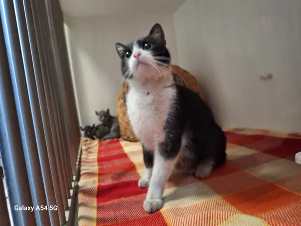 Kot do adopcji, Orzechowce, 14 maja 2025 (4/5)