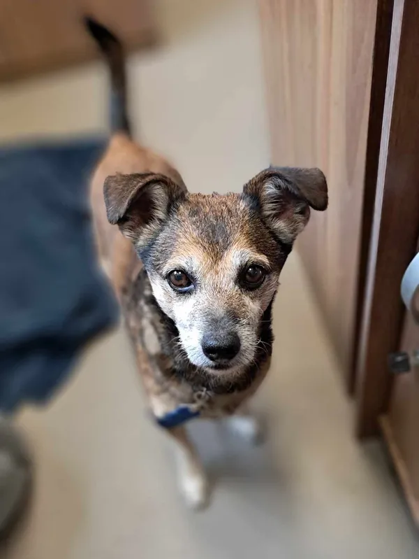 Pies do adopcji, Olsztyn, 10 maja 2025