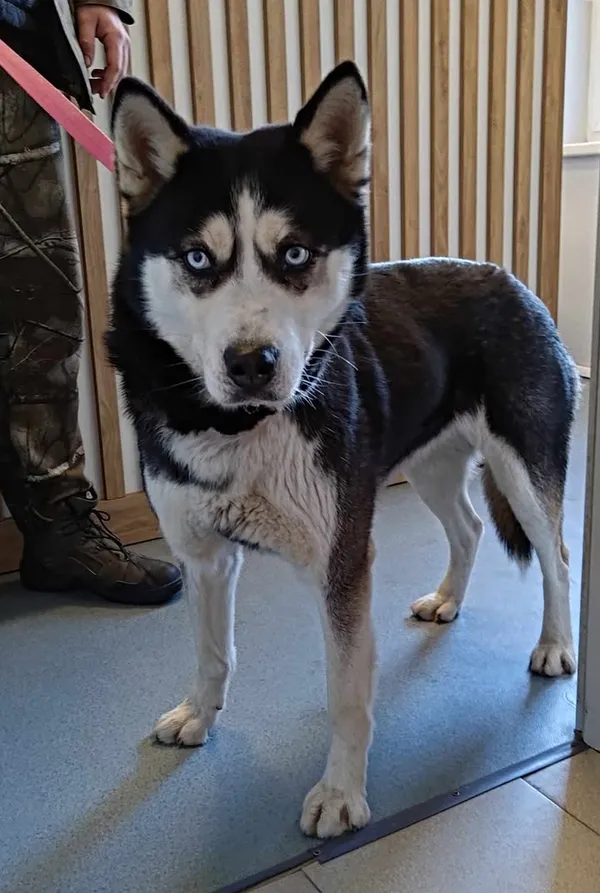 Znaleziono psa, Lublin, 12 maja 2025