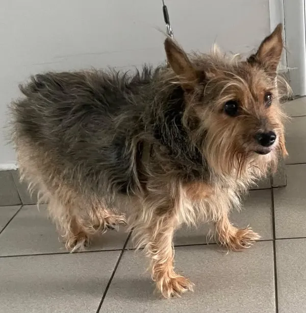 Znaleziono psa, Lublin, 14 maja 2025