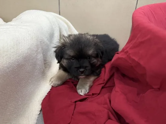 Pies do adopcji, Kraków, 14 maja 2025