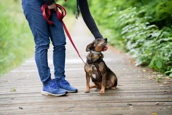 Znaleziono psa, Sosnowiec, 14 maja 2025 (1/5)