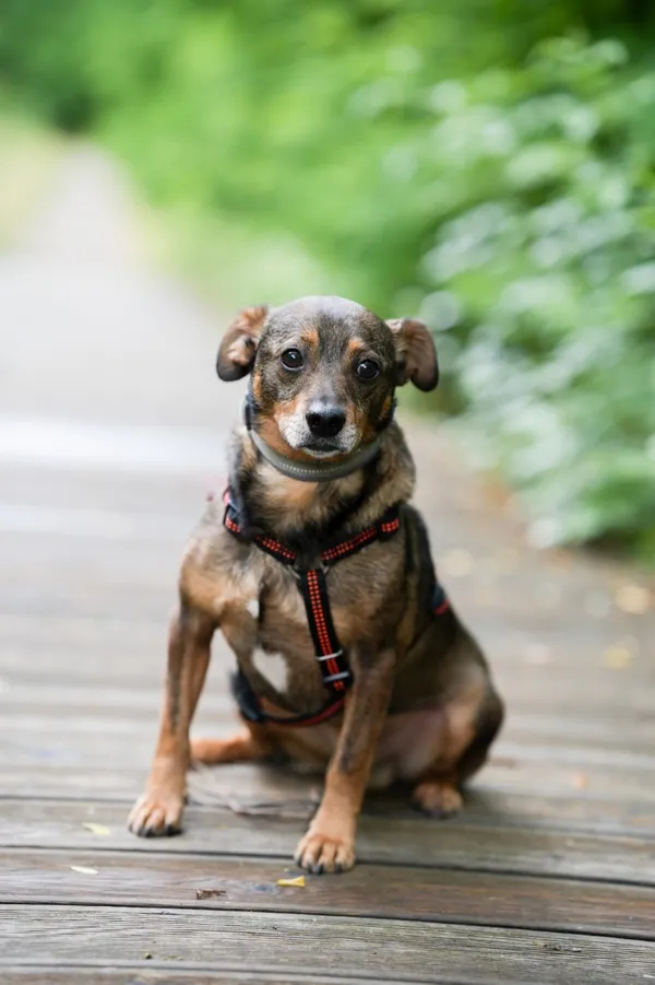 Znaleziono psa, Sosnowiec, 14 maja 2025 (2/5)