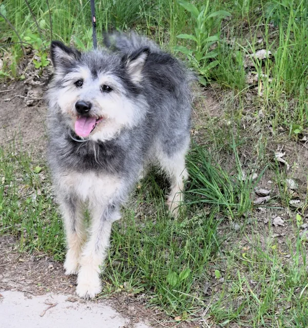 Znaleziono psa, Pieckowo, 14 maja 2025 (2/5)