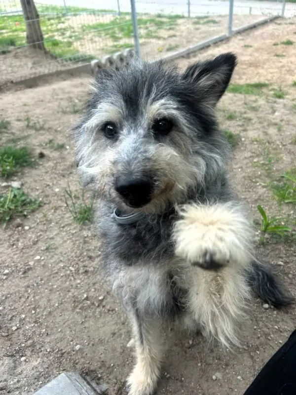 Znaleziono psa, Pieckowo, 14 maja 2025 (3/5)