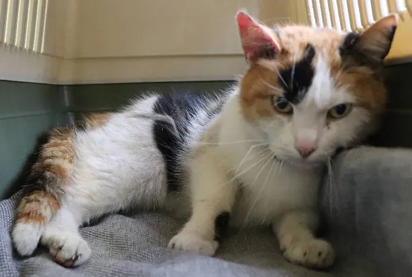 Znaleziono kota, Łódź, 15 maja 2025 (1/5)