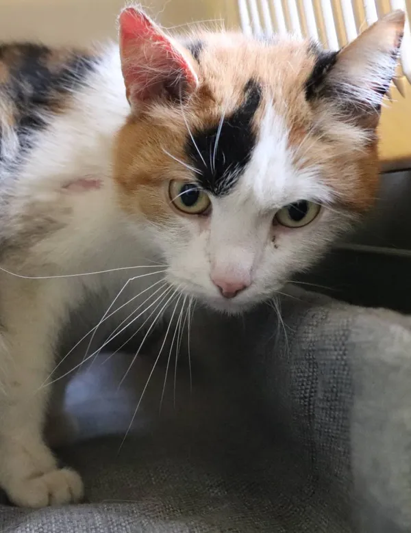 Znaleziono kota, Łódź, 15 maja 2025 (2/5)