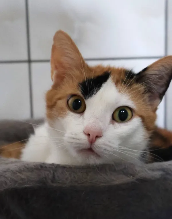 Znaleziono kota, Łódź, 15 maja 2025 (4/5)