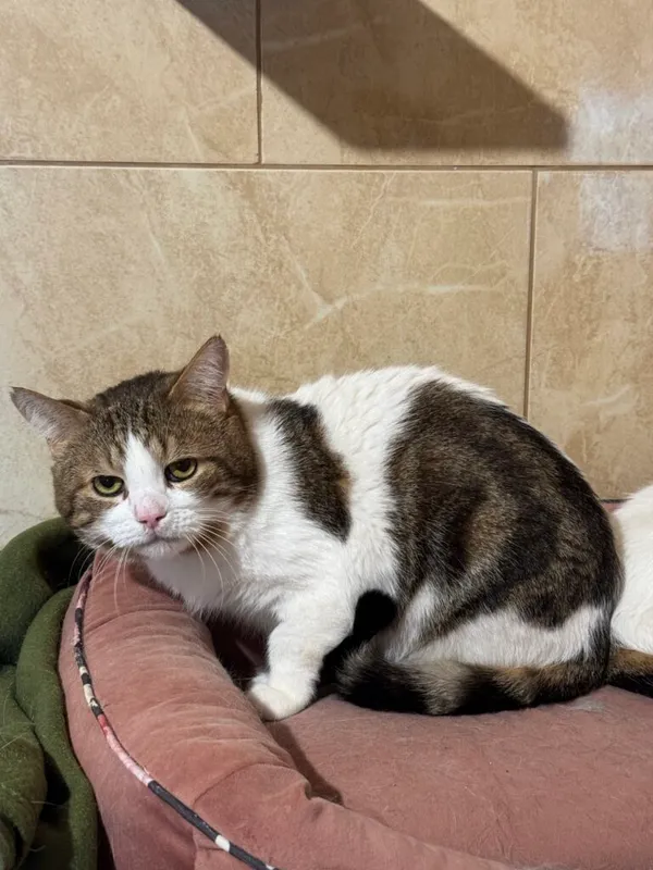 Kot do adopcji, Korabiewice, 15 maja 2025 (3/3)