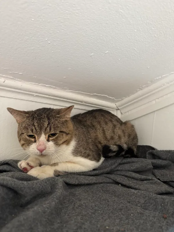 Kot do adopcji, Korabiewice, 15 maja 2025 (1/3)