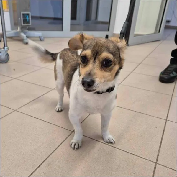 Znaleziono psa, Grudziądz, 15 maja 2025