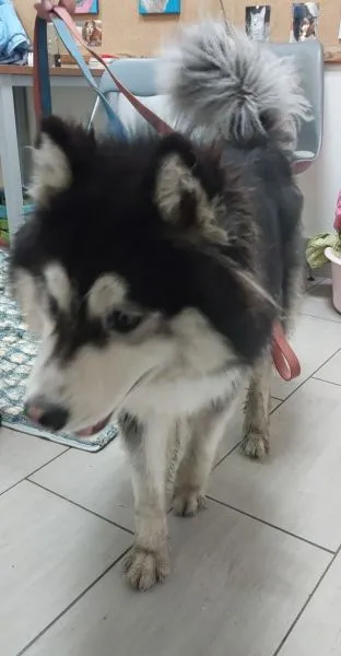 Znaleziono psa, Radom, 14 maja 2025