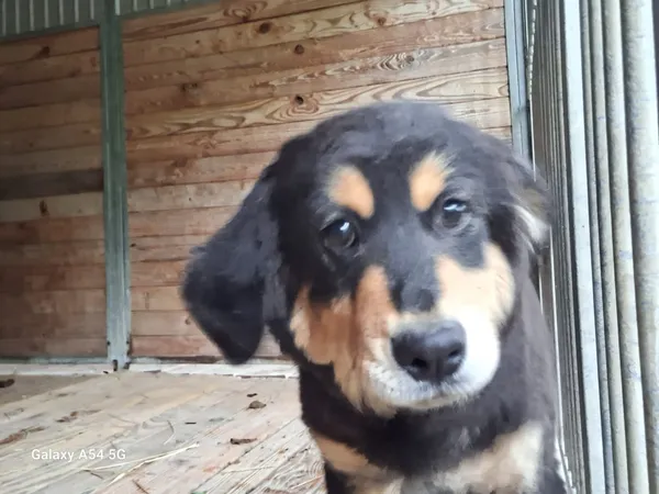 Pies do adopcji, Orzechowce, 14 maja 2025 (3/5)