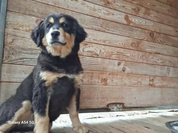 Pies do adopcji, Orzechowce, 14 maja 2025 (4/5)