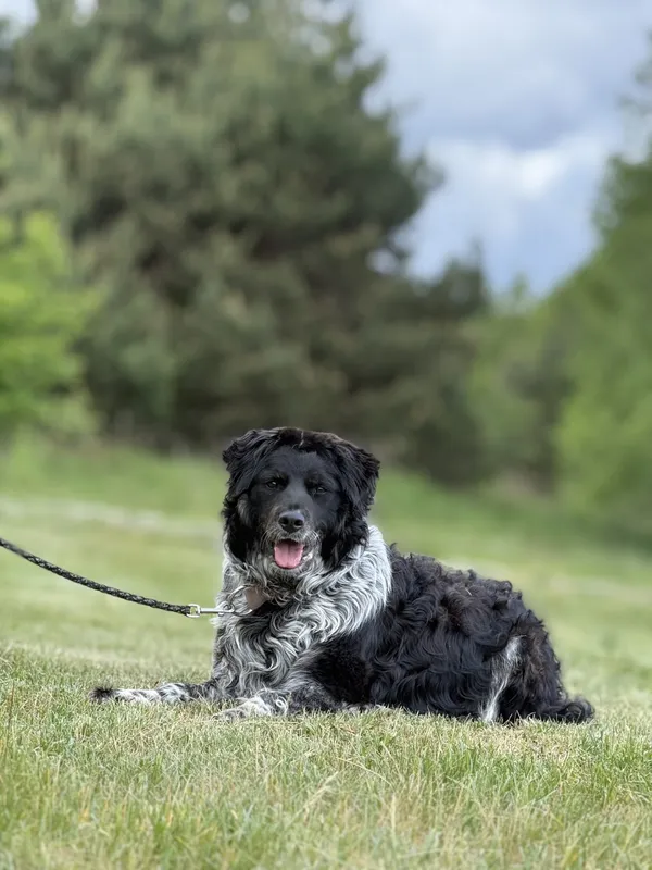 Pies do adopcji, Pieczyska, 15 maja 2025 (5/5)